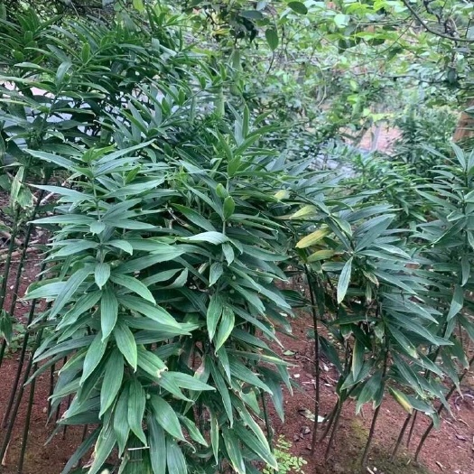 自贡黄精