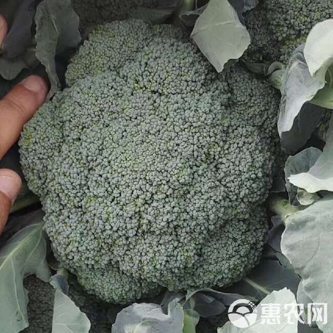 河南炎秀西兰花，单颗1斤，品相好，色度兰