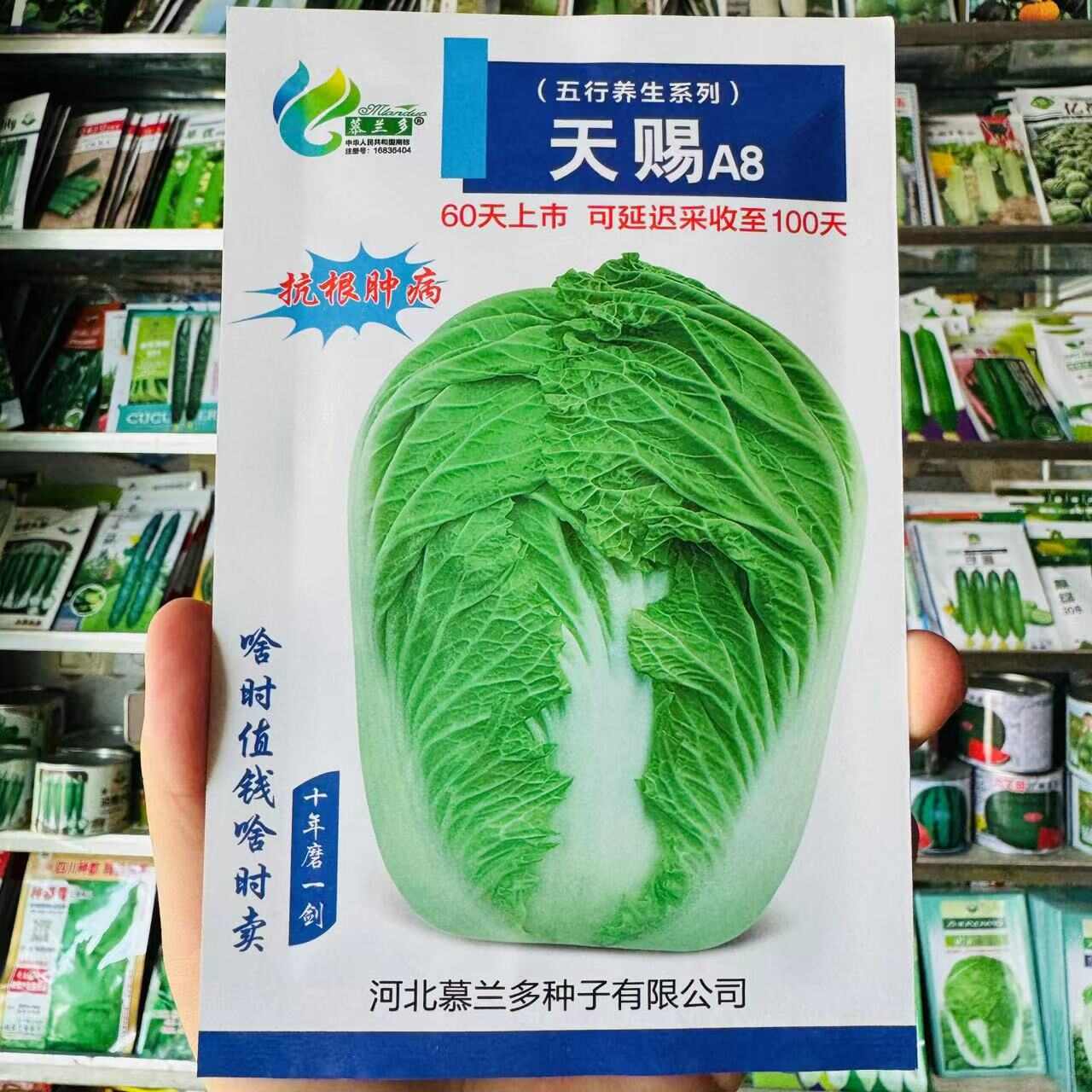 天籁白菜种子中熟75天 天赐A8白菜种子中熟球形大白菜种籽