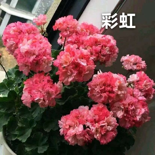 直立天竺葵重瓣