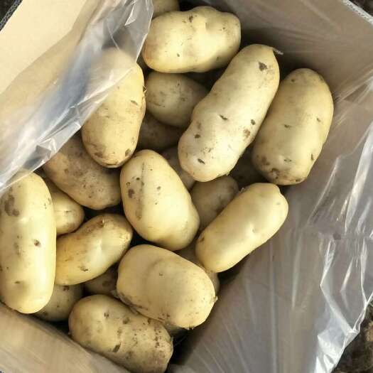 安丘市安丘土豆陆续上市