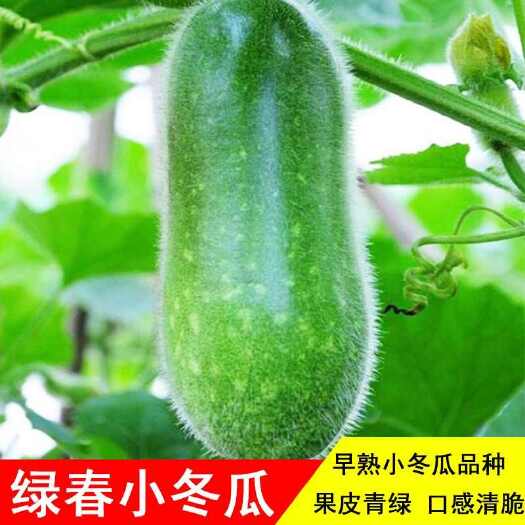 郯城县水果冬瓜，产地一手货源，代发全国，欢迎来电洽谈合作