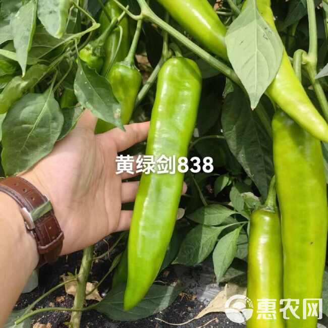 黄绿剑838早中熟羊角椒种子早熟羊角辣椒种子抗病基地辣椒