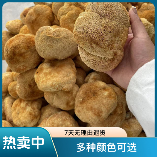 六盘水贵州深山长毛猴头菇干货。
