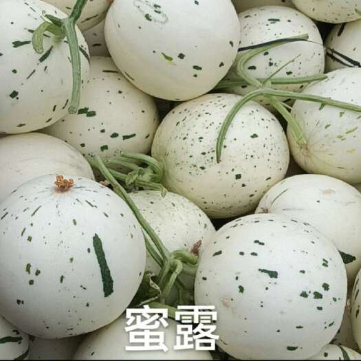 蜜露流行大量上市，产地直发，源头直供