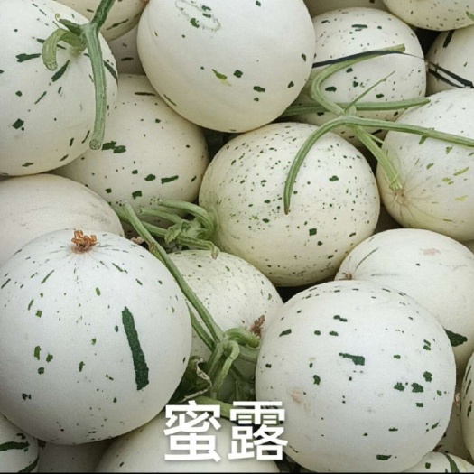 惠民县蜜露流行大量上市，产地直发，源头直供