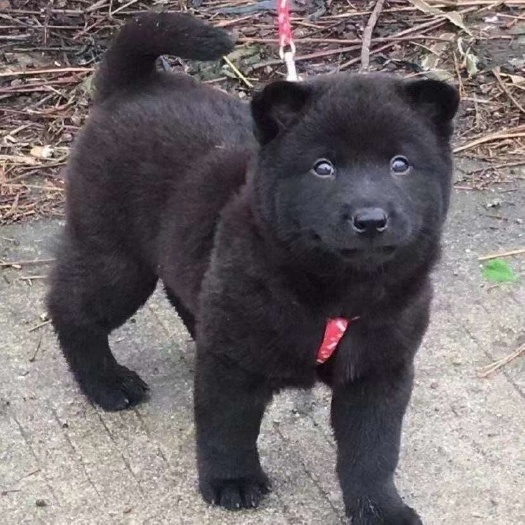桂林五黑犬 纯种广西纯正土猎犬。公母都有。疫苗驱虫已做。看家护院