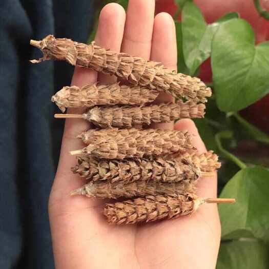  夏枯草