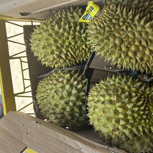 西安榴莲