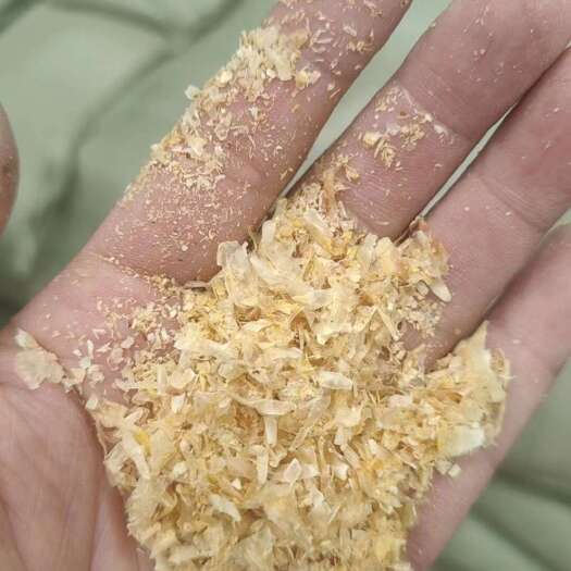 安阳大片玉米白皮！！！水分低，适口性好！降低养殖成本