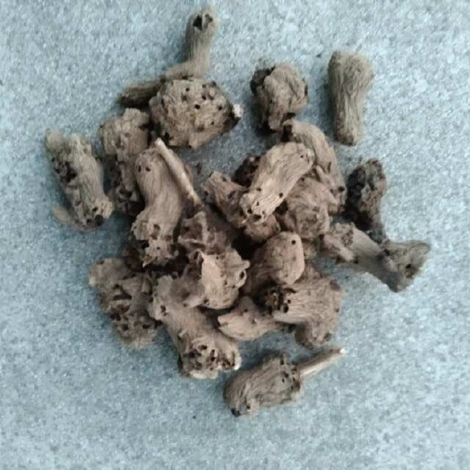 石家庄虫眼白术个子
