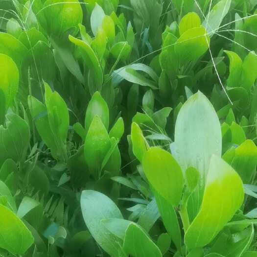 遂溪县速成马占相思骨粗