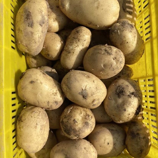 陜北定邊沃土5號(hào)土豆大量上市供應(yīng)支持視頻看貨