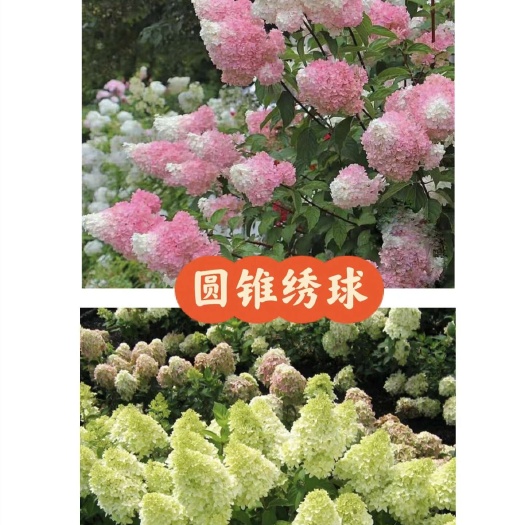 成都可一件代发圆锥绣球夏日美人
