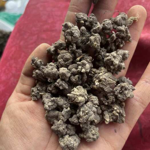 【文斌药业】猫爪草 水洗货 实图实拍