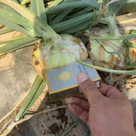 永城市大量黄皮洋葱大量上市