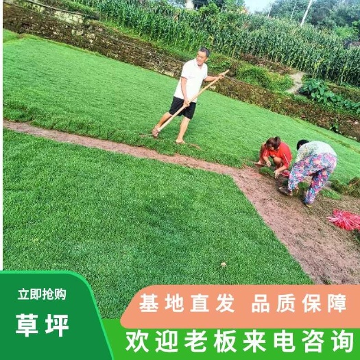 重庆市草坪 二号 现货