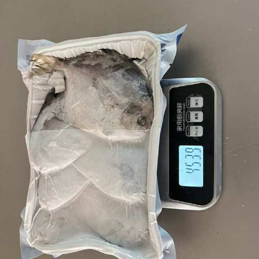 大连鲳鱼，6条/盘，现货