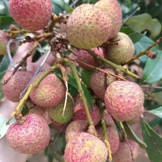 东莞市东莞糯米糍零售，批发