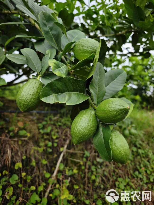 香水柠檬