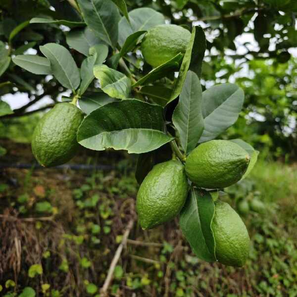 香水柠檬