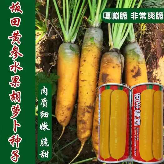 沭阳县黄参胡萝卜种子甜脆高产夏季秋季易播种农家胡萝卜籽蔬菜种子