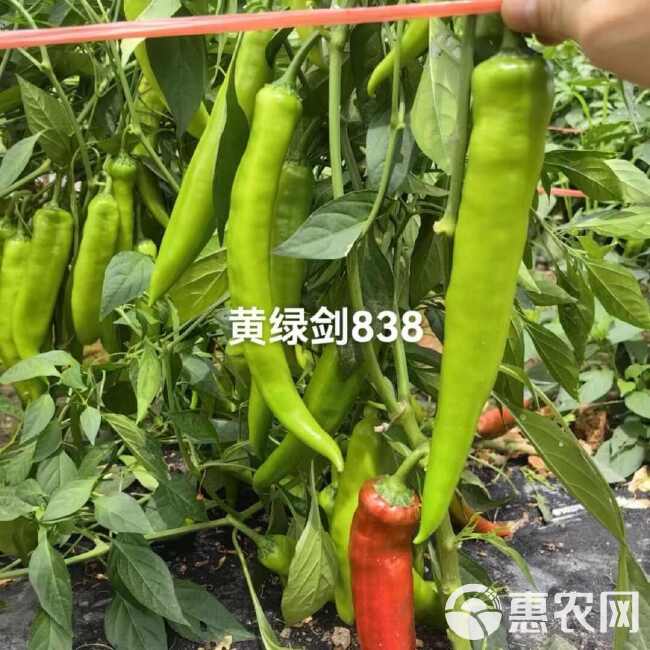 黄绿剑838早中熟羊角椒种子早熟羊角辣椒种子抗病基地辣椒