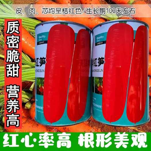 沭阳县东洋红笋红胡萝卜种子甜脆黄胡萝卜种夏秋季易播种胡萝卜蔬菜种籽