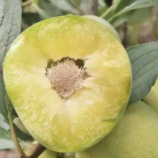 贞丰县四月李