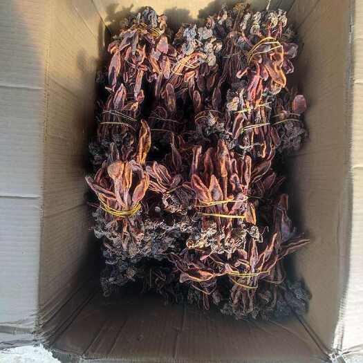 亳州回春草 中药材回春草 不老草 云南回春草产地直发一斤包邮