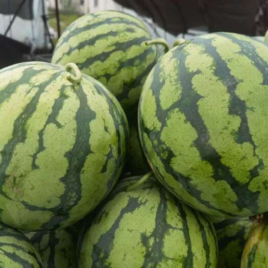 绍兴西瓜
