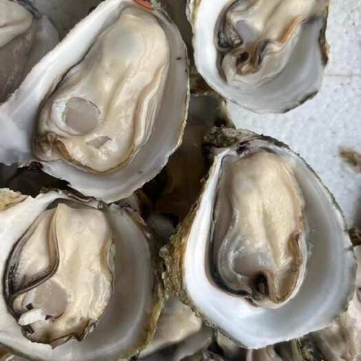  生蚝