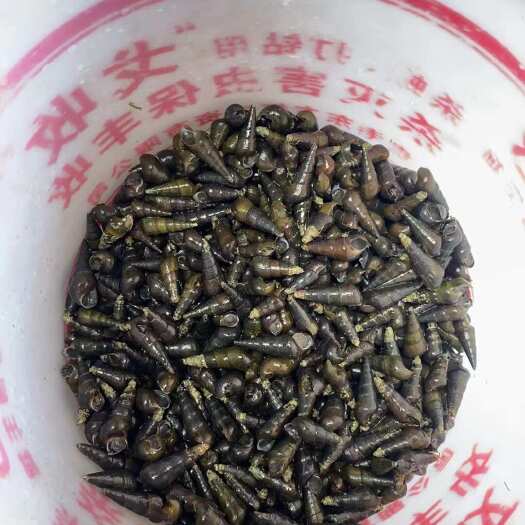 岑溪市山坑螺批发