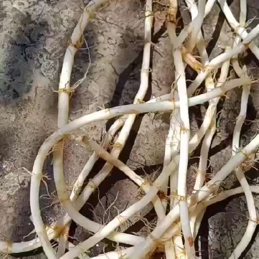 砚山县产地直销，一年四季都有货