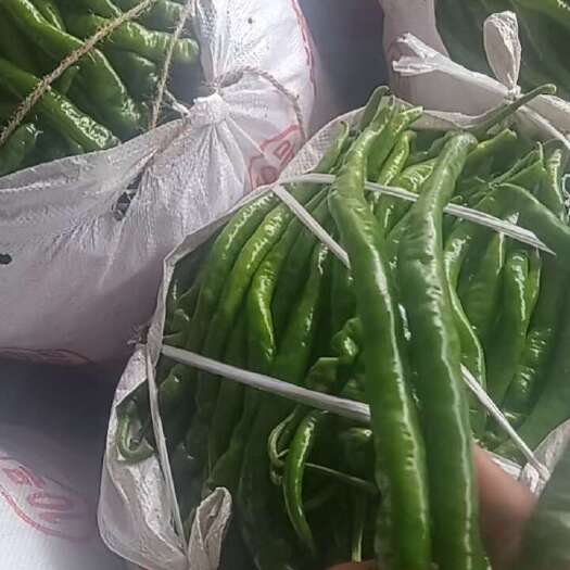  线椒