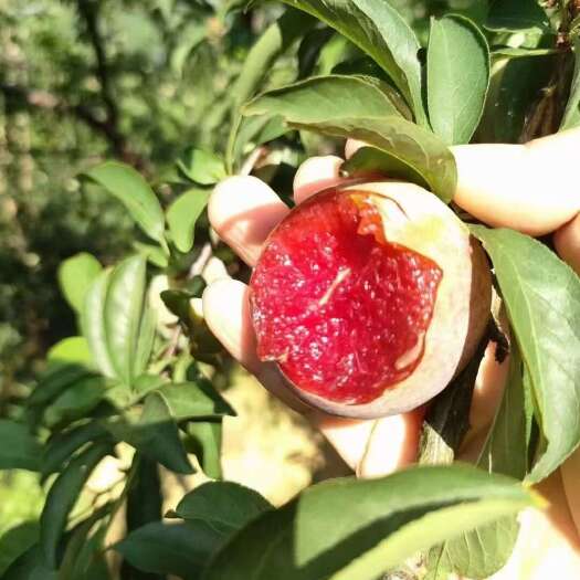 翁源正宗三华李