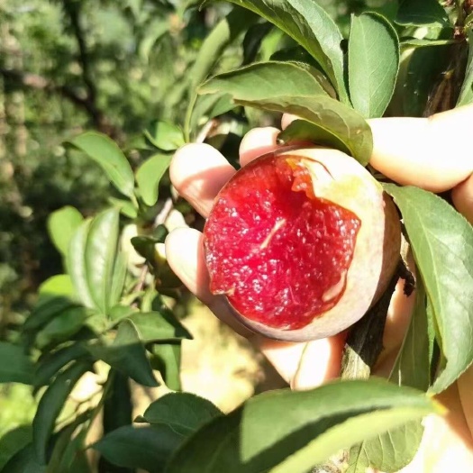 翁源县翁源正宗三华李