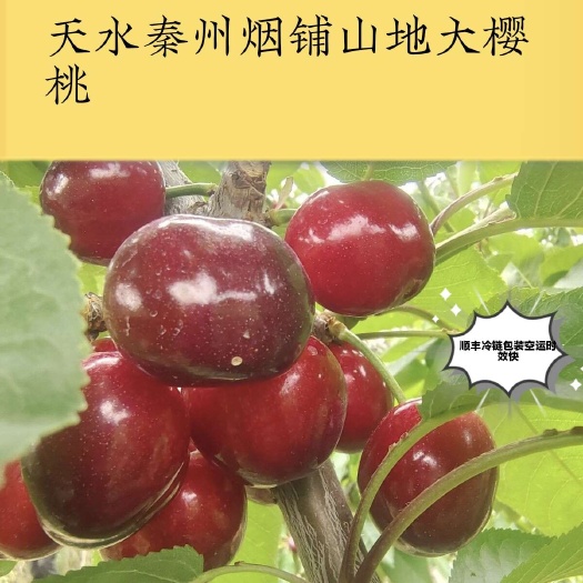 天水甘肃 天水秦州大樱桃大果24小时发货，包邮发顺丰，非常甜