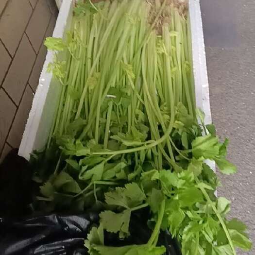 广州芹菜