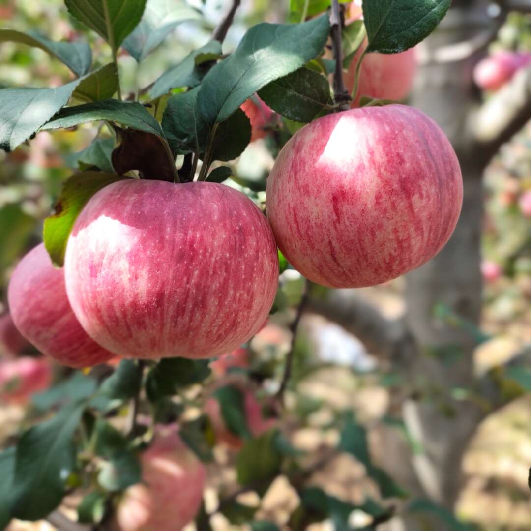 山東紅富士蘋果 新鮮水果清甜