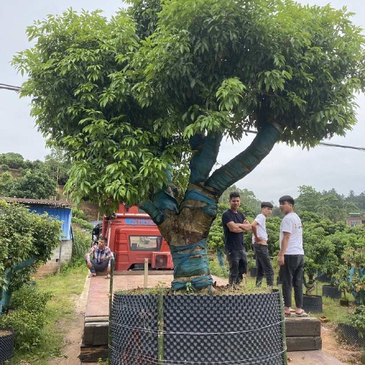 灵山县桂味荔枝大树 带绿荔枝果树苗 大树径 大冠幅树苗