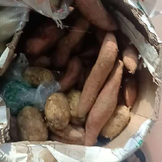 广州红薯
