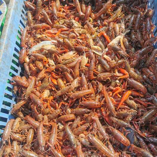 江陵县湖北潜江小龙虾，小小青，质量好，可以喂鸡鸭鹅，甲鱼，才鱼