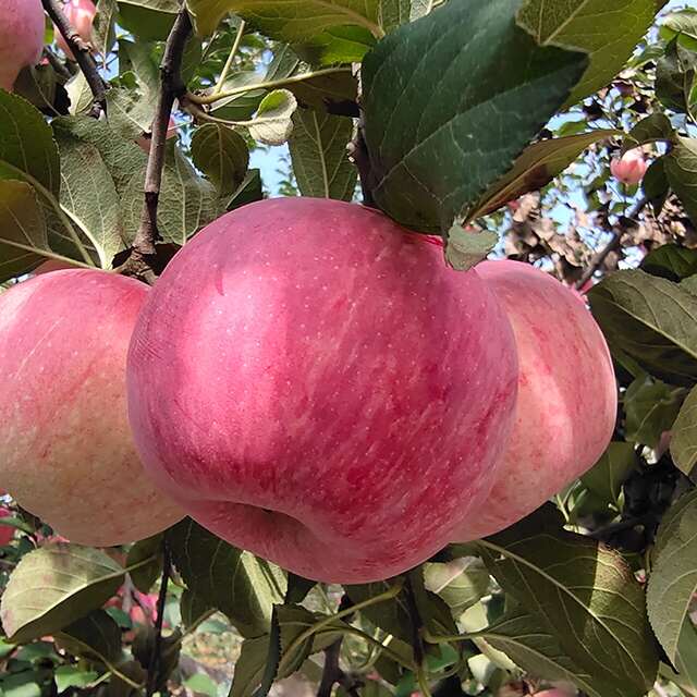 山東紅富士蘋果 新鮮水果清甜