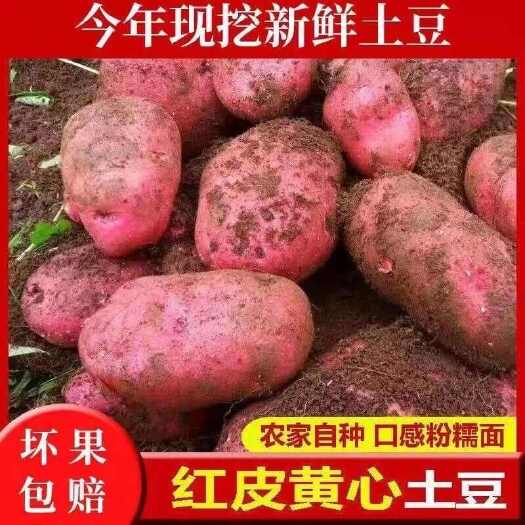 昆明现挖新鲜土豆红皮黄心云南山地马铃薯5斤9斤装全年供应一件代发