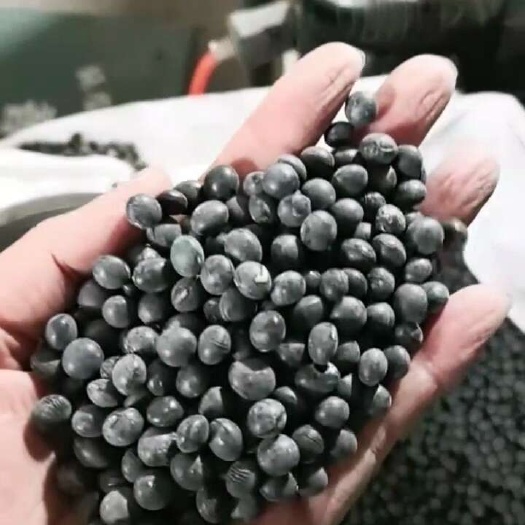 宝清县东北黑黄豆