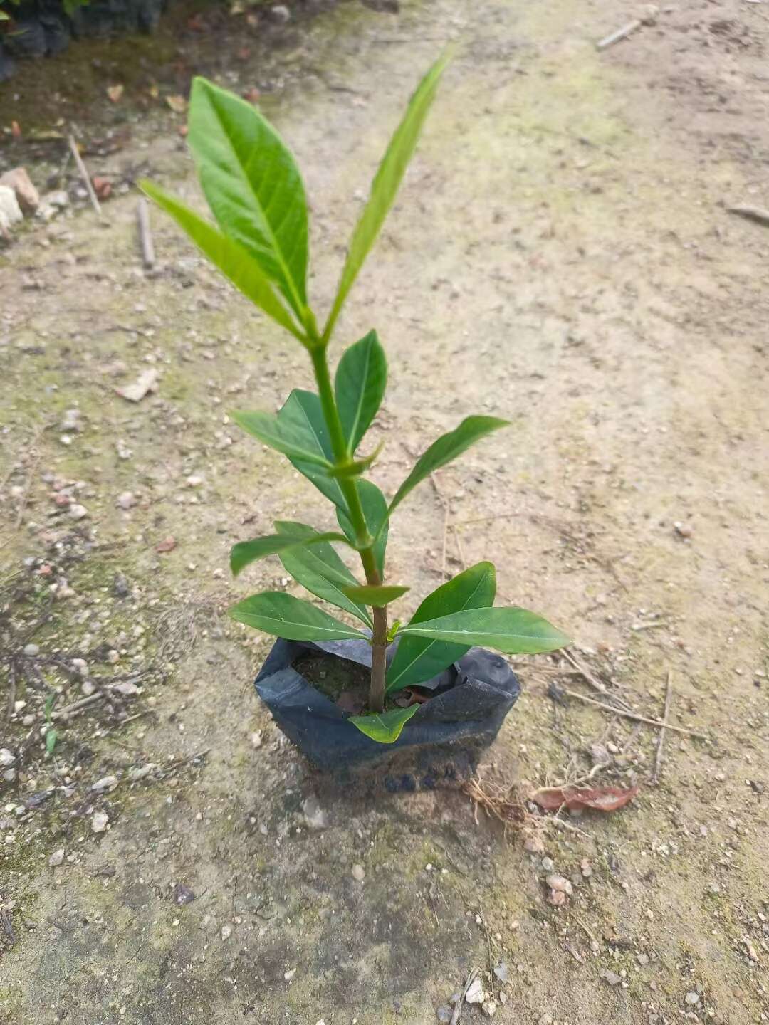 栀子花大叶栀子花基地直发大量现货