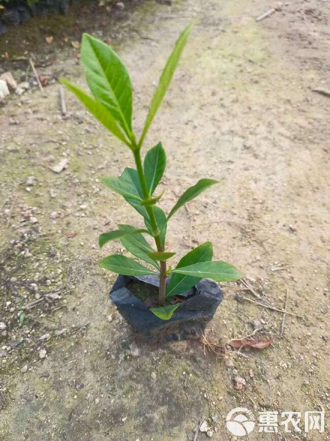 栀子花大叶栀子花基地直发大量现货