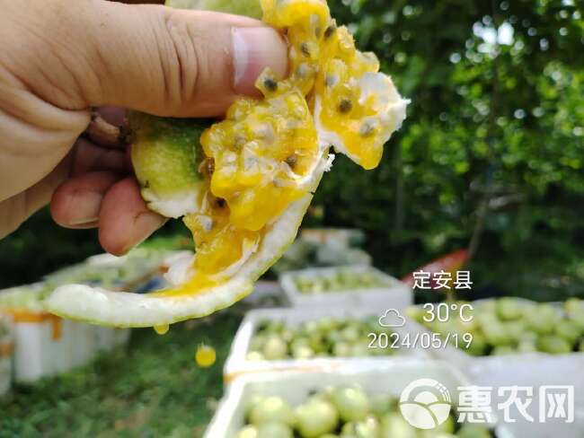 海南黄金百香果新鲜包一级特大果钦蜜9号纯甜香味浓郁