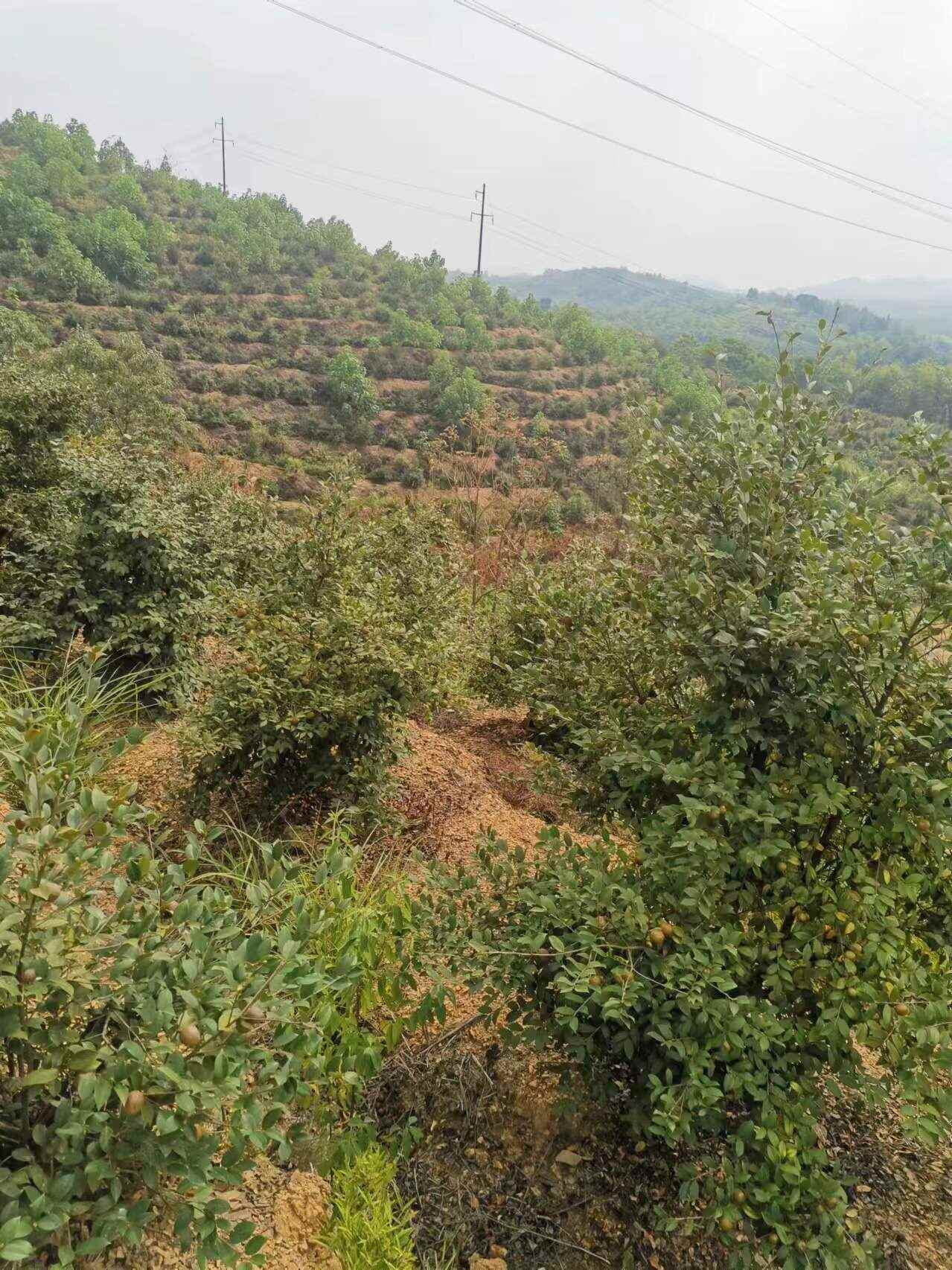 湖南衡阳地区山地 旱地 水田村集体资源出租